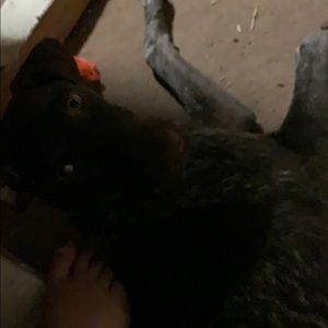 Meet your Posher, Dory